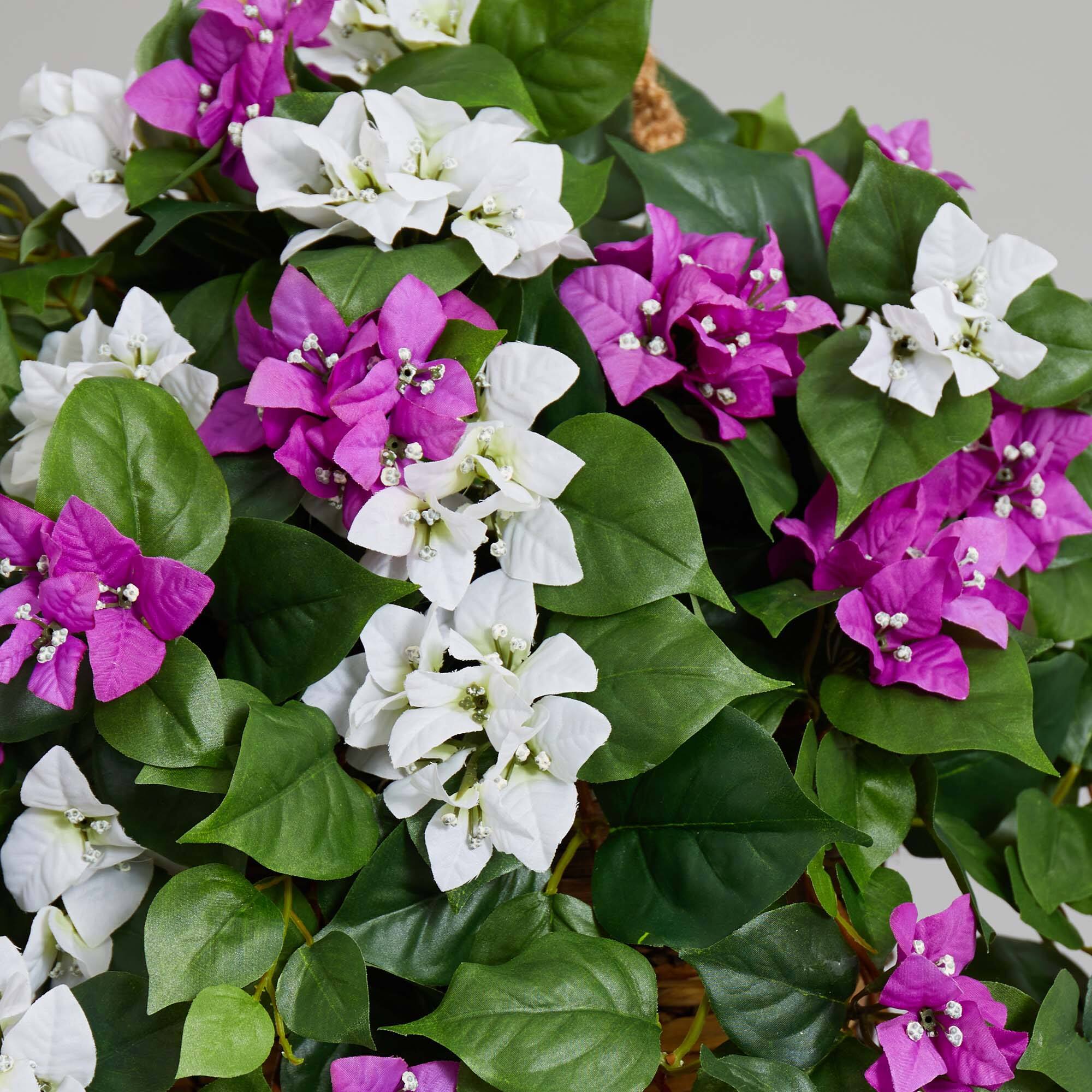 2.5ft. Mixed Bougainvillea in Hanging Basket